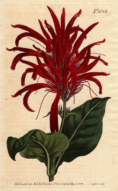 Justicia à feuilles brillantes et fleurs cramoisies, originaire de la Barbade - Sydenham Teast Edwards