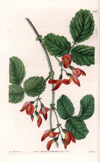 Kennedia macrophylla, plante originaire d