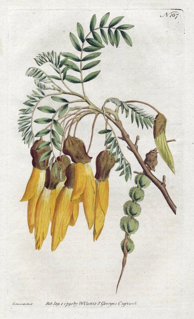 Kowhai, variété de sophora de Nouvelle-Zélande - Lithographie par Sydenham Edwards, du Botanical Magazine de William Curtis - Sydenham Teast Edwards