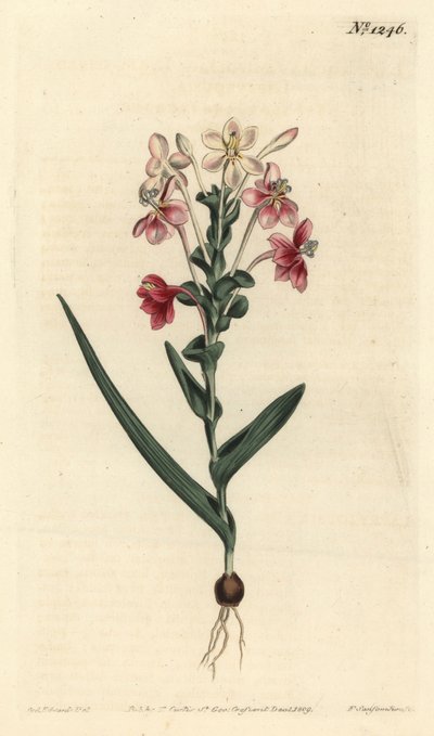 Lapeirousia pyramidalis (Lapeyrousia à épis feuillus, Lapeyrousia fissifolia). Gravure sur cuivre coloriée à la main par F. Sansom Jr. d