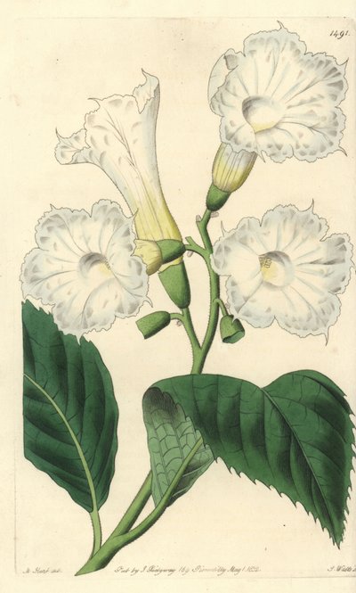 Cordia à grandes fleurs - Sydenham Teast Edwards