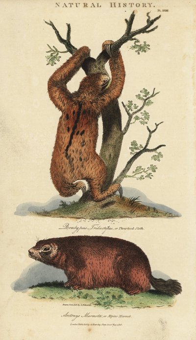 Paresseux tridactyle ou ai et marmotte - Bradypus tridactylus et Marmota marmota - Sydenham Teast Edwards