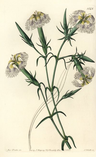Œillet du Liban (espèce en danger) - Œillet du Liban, Dianthus libanotis. Espèce en danger. Gravure sur cuivre coloriée à la main par S. Watts d
