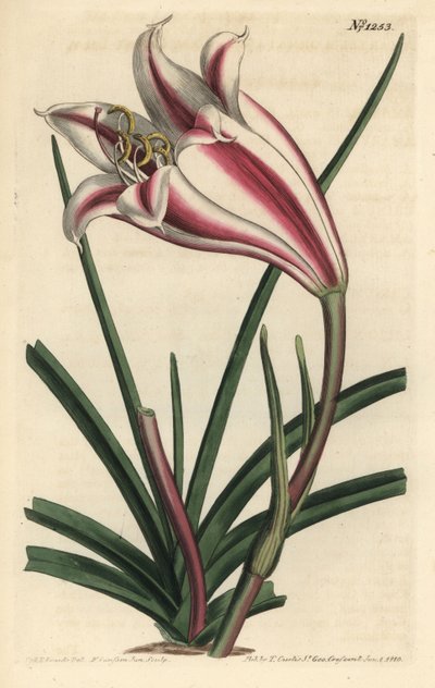 Lys variété - Sydenham Teast Edwards
