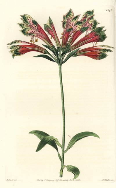 Lys des Incas ou du Pérou - Alstroemeria pulchella - Sydenham Teast Edwards