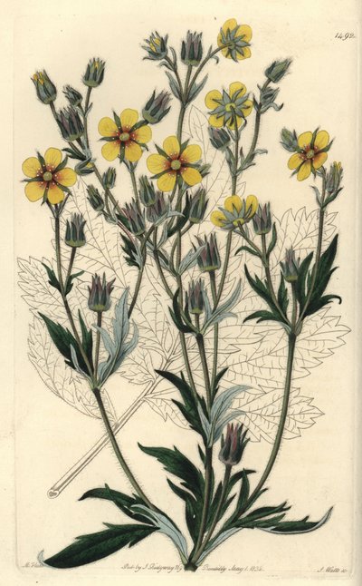 Variété de potentille à longues feuilles - Potentilla longifolia - Sydenham Teast Edwards