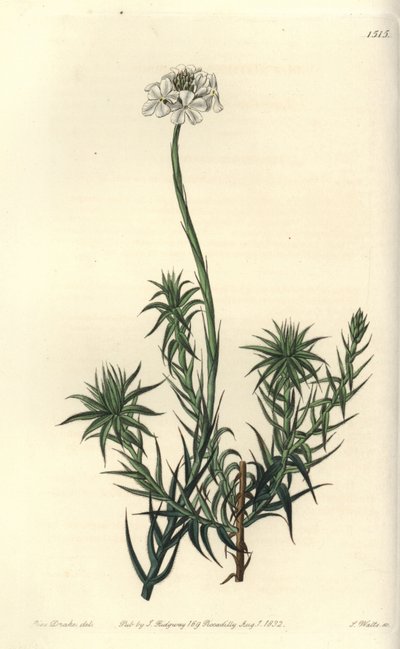 Sphenotoma à longues feuilles (illustration de Sarah Drake, gravure de S. Watts) - Sydenham Teast Edwards