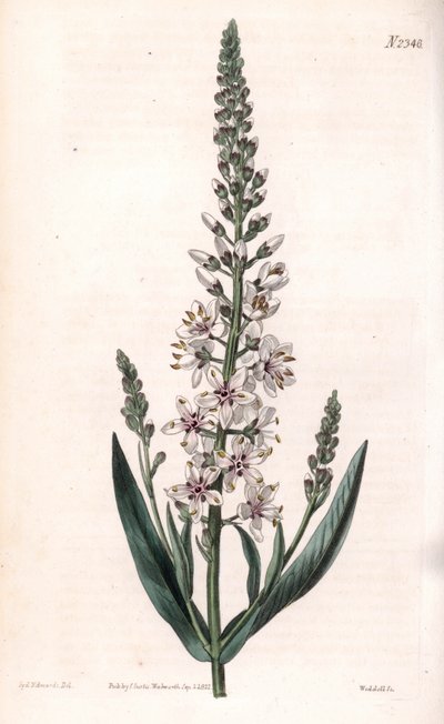 Lysimaque éphémère - Sydenham Teast Edwards