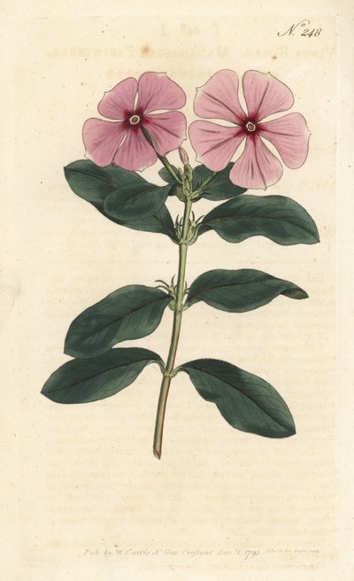 Pervenche de Madagascar - Catharanthus roseus - Sydenham Teast Edwards