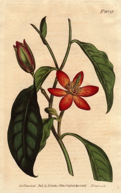 Magnolia à tige brune, avec des fleurs orange et écarlates, originaire de Chine - Sydenham Teast Edwards