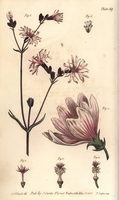 Mauve, Malva sylvestris, Monadelphia - Sydenham Teast Edwards