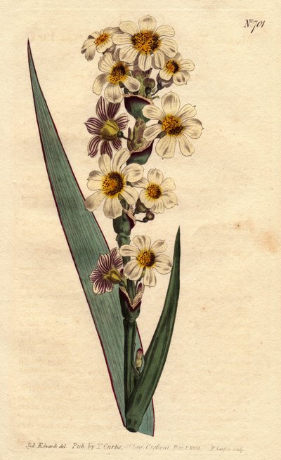 Marica à fleurs striées blanches, jaunes et pures - Sydenham Teast Edwards