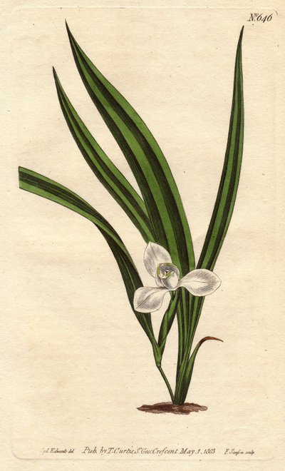Marica des marais à petites fleurs blanches - Sydenham Teast Edwards