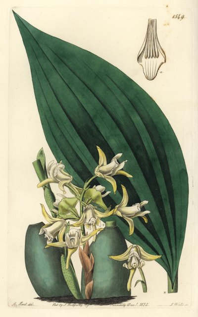 Orchidée Maxillaria palmifolia (Maxillaria décolor) - Sydenham Teast Edwards