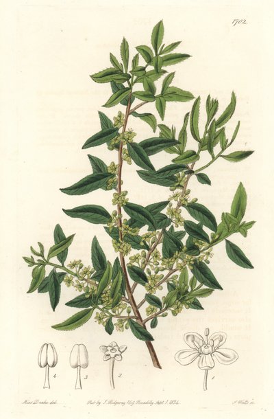 Maytenus boaria (maiten), endémique d