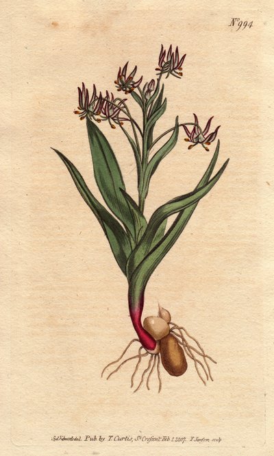 Mélanthium ramifié, avec de nombreuses petites fleurs lilas, bulbe et racines - Sydenham Teast Edwards