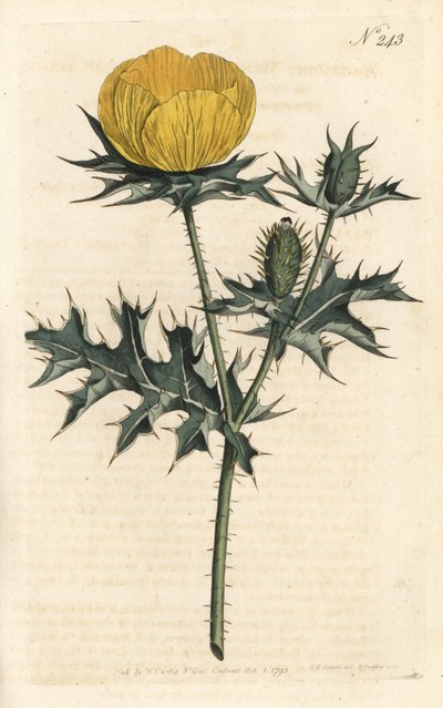 Argémone mexicaine (illustration de Sydenham Edwards, gravure de Sansom) - Sydenham Teast Edwards