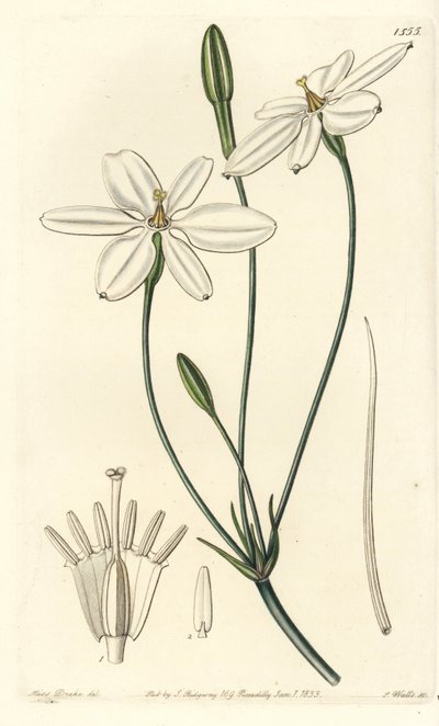 Étoile mexicaine - Sydenham Teast Edwards
