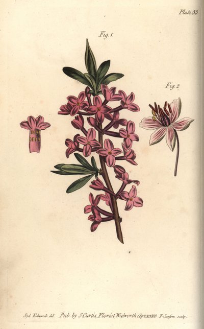 Bois-joli - Sydenham Teast Edwards