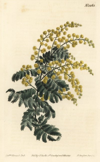 Mimosa pubescent - Sydenham Teast Edwards