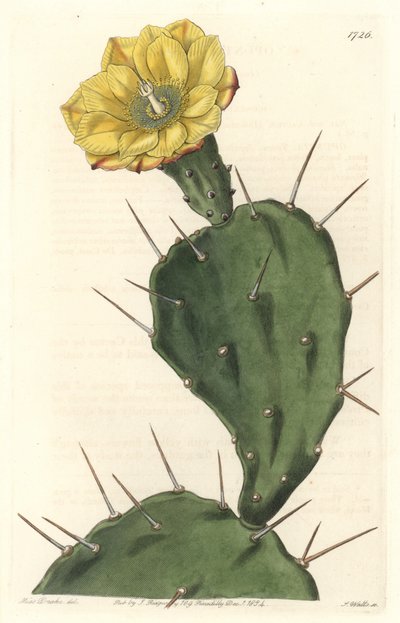 Monacanth Pactus, cactus fleuri, originaire d