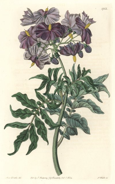 Morelle (Solanum), originaire du Chili (illustration de Sarah Anne Drake) - Sydenham Teast Edwards