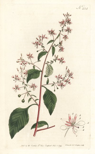 Fleur de moustique ou lopezia mexicaine (illustration de Sydenham Edwards, gravure de Sansom) - Sydenham Teast Edwards