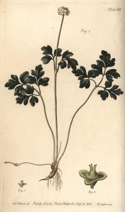 Muscade, Adoxa moschatellina (illustration de Sydenham Edwards, gravure de F. Sansom) - Sydenham Teast Edwards
