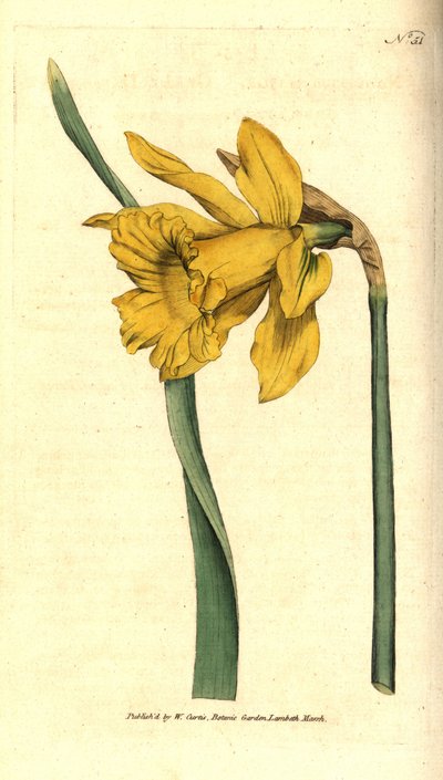 Narcisse - Narcissus hispanicus - Sydenham Teast Edwards