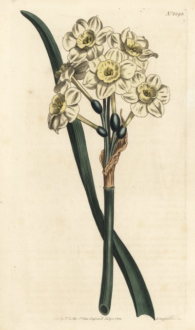Narcisse en bouquet - Narcisse à fleurs groupées, Narcissus tazetta (Narcisse de jardin à coupe pâle; Narcissus orientalis) - Gravure à la main en cuivre par F. Sansom Jr. d