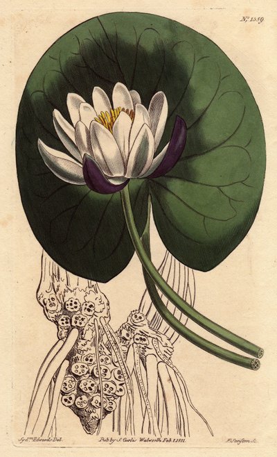 Nénuphar à grande fleur blanche devant sa feuille ronde. Gravure à la main par Sydenham Edwards du Botanical Magazine de William Curtis - Sydenham Teast Edwards