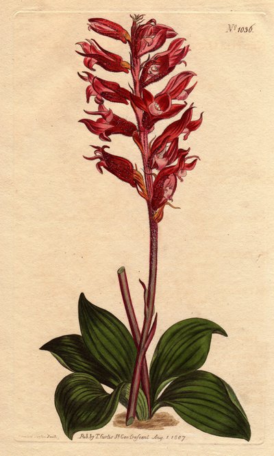 Orchidée neottie à fleur givrée, couleur rose et cramoisi, originaire de la Jamaïque - Sydenham Teast Edwards