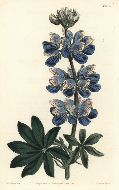 Lupin de Nootka - Sydenham Teast Edwards