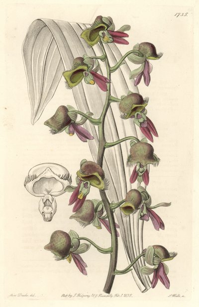 Orchidée Catasetum, fleurs bicolores, originaire de Guyane - du Botanical Register - Sydenham Teast Edwards
