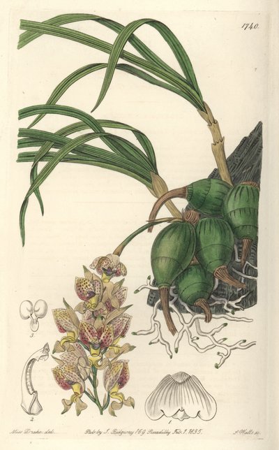 Orchidée Grobya, aux fleurs jaunes et violettes, originaire du Brésil - du Botanical Register - Sydenham Teast Edwards