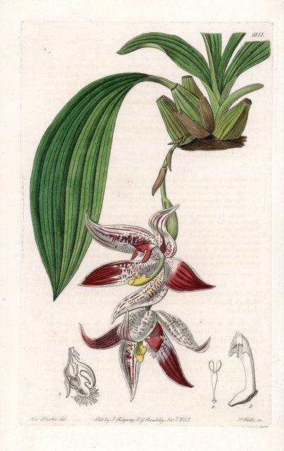 Orchidée : Paphinia cristata, originaire d