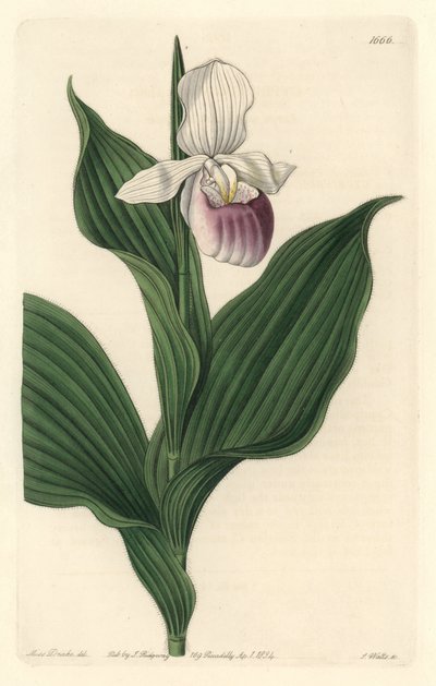 Orchidée, Cypripède Royal (illustration de Sarah Anne Drake) - Sydenham Teast Edwards