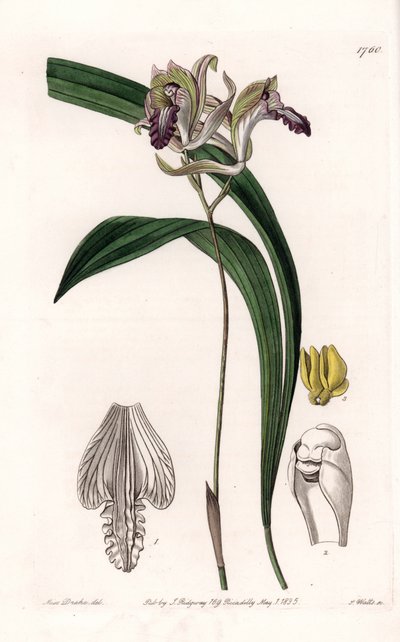 Orchidée : variété de Bletia d