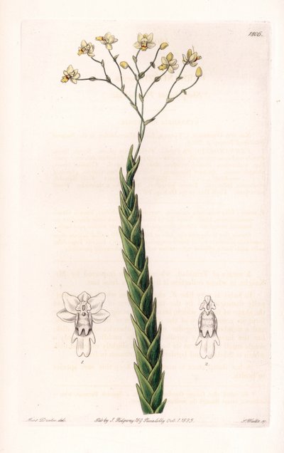 Orchidée : variété exotique de Lockhartia - Gravure par S. Watts d
