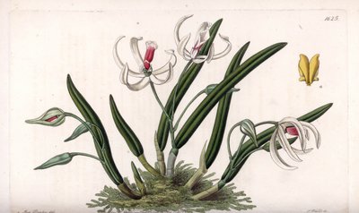 Orchidée : variété miniature de leptotes - Sydenham Teast Edwards