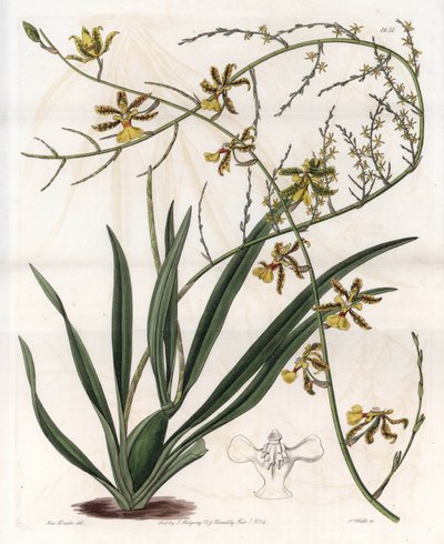 Orchidée : oncidium variété, épiphyte des Antilles - Gravure de S. Watts, d