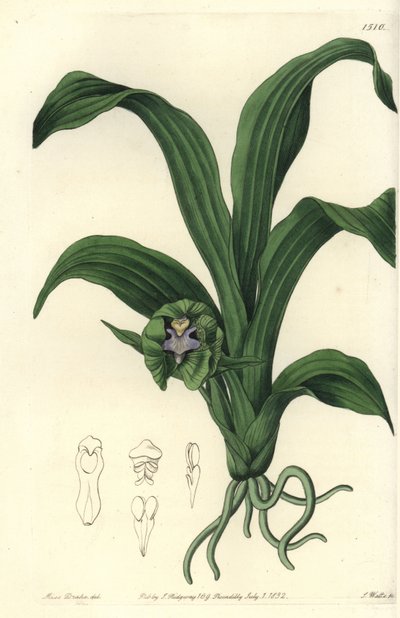 Variété d