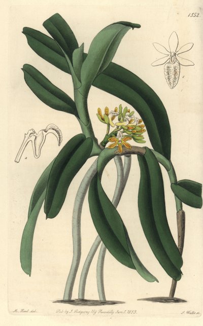 Orchidée variété Saccolabium (illustration de M. Hart, gravure de S. Watts) - Sydenham Teast Edwards