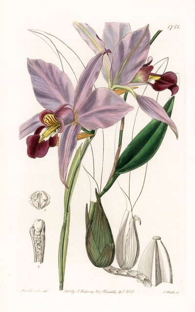 Orchidée : variété de laelia - Gravure par S. Watts d