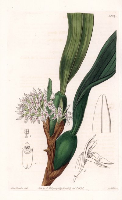 Orchidée : variété de maxillaria, originaire d
