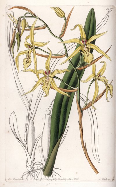 Orchidée : variété de miltonia ou milt - Sydenham Teast Edwards
