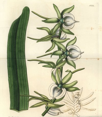 Variété d