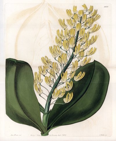 Orchidée : variété de dendrobium d