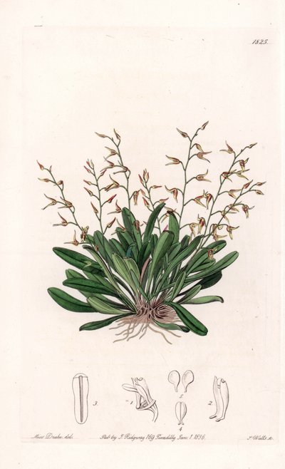 Orchidée : variété d