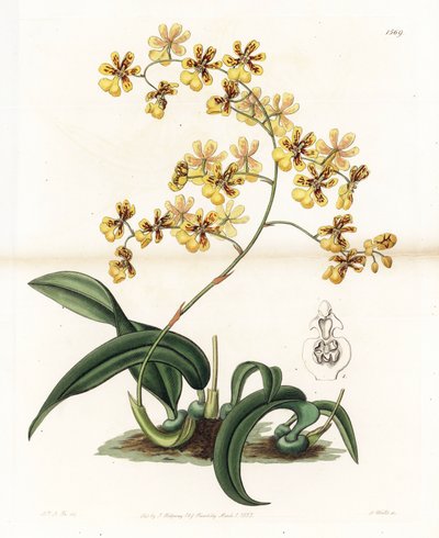 Orchidée : variété d